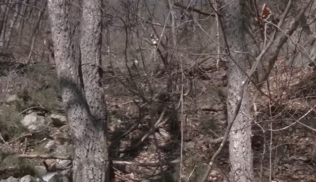 김도현 일병 사망