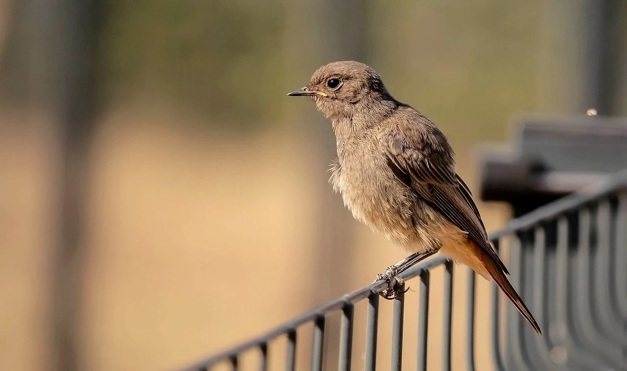여행금지, 입국 가능, 우회 경로, 비자론, 캄보디아