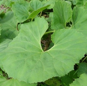 머위 효능과 부작용 고르는법 먹는법 칼로리