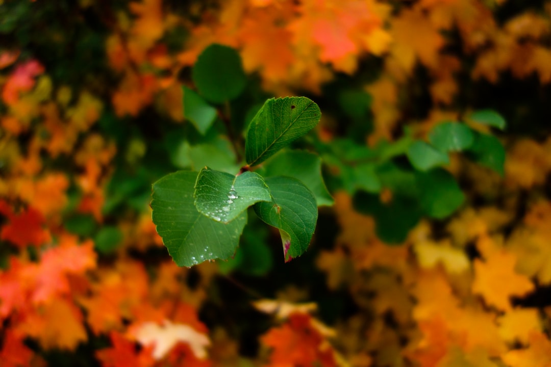 Transition