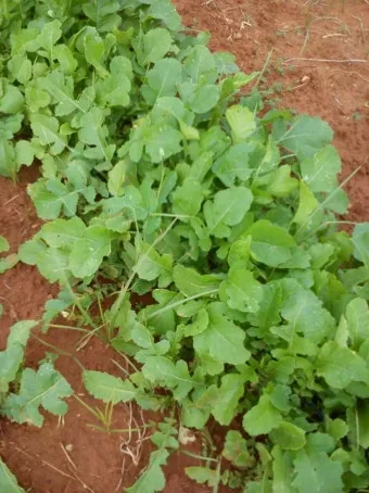 열무 재배 빠른 파종 잔털 제거 혼식 요령_8