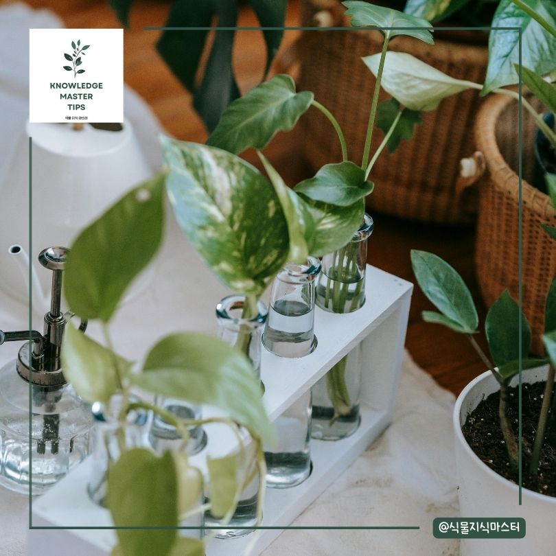 스킨답서스 번식 물꽂이
