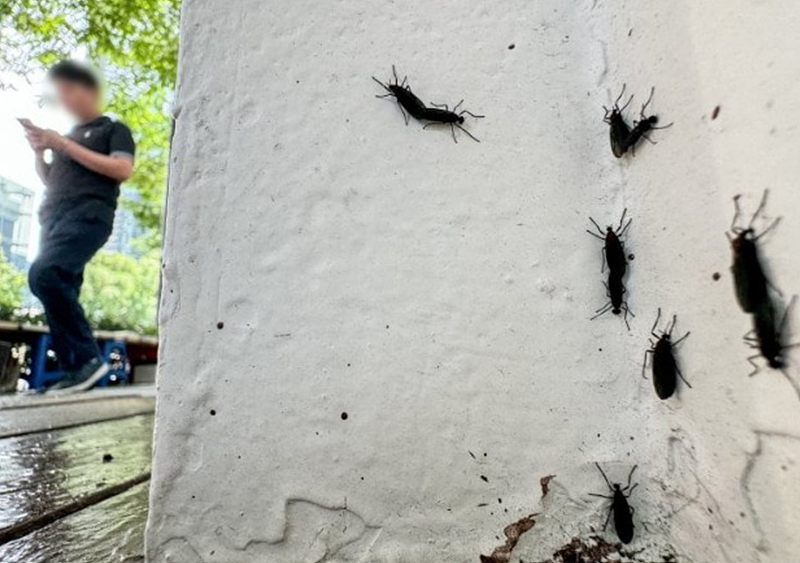 러브버그 생기는 이유와 퇴치 방법