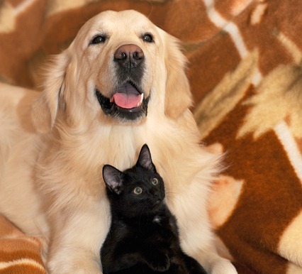 꼭 알아야 할 반려동물 비만 예방 건강관리법 관련 이미지