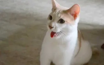 고양이 갑상선 기능 항진증 원인 증상 수치 관리법 총정리 정리자료_16