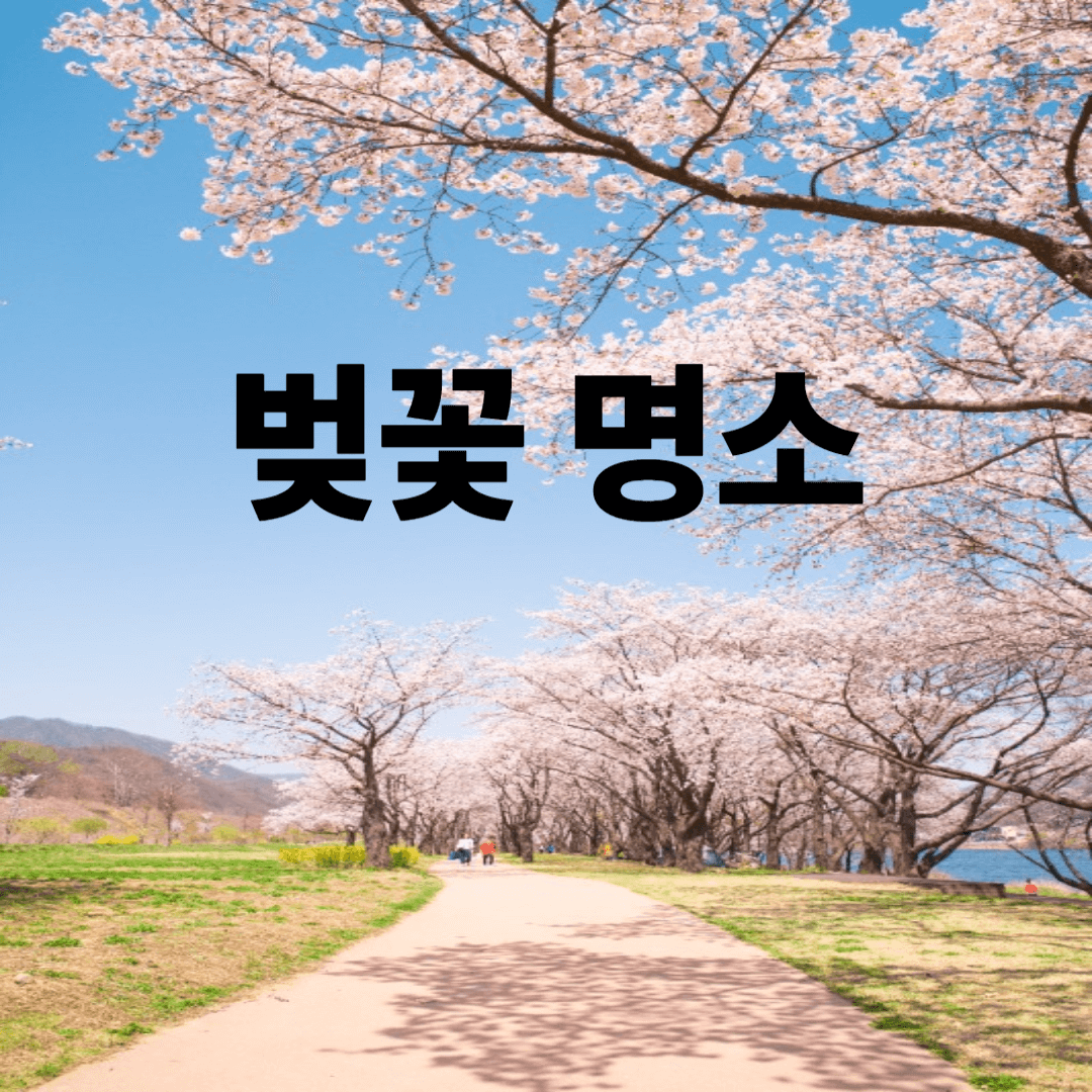 벚꽃 명소