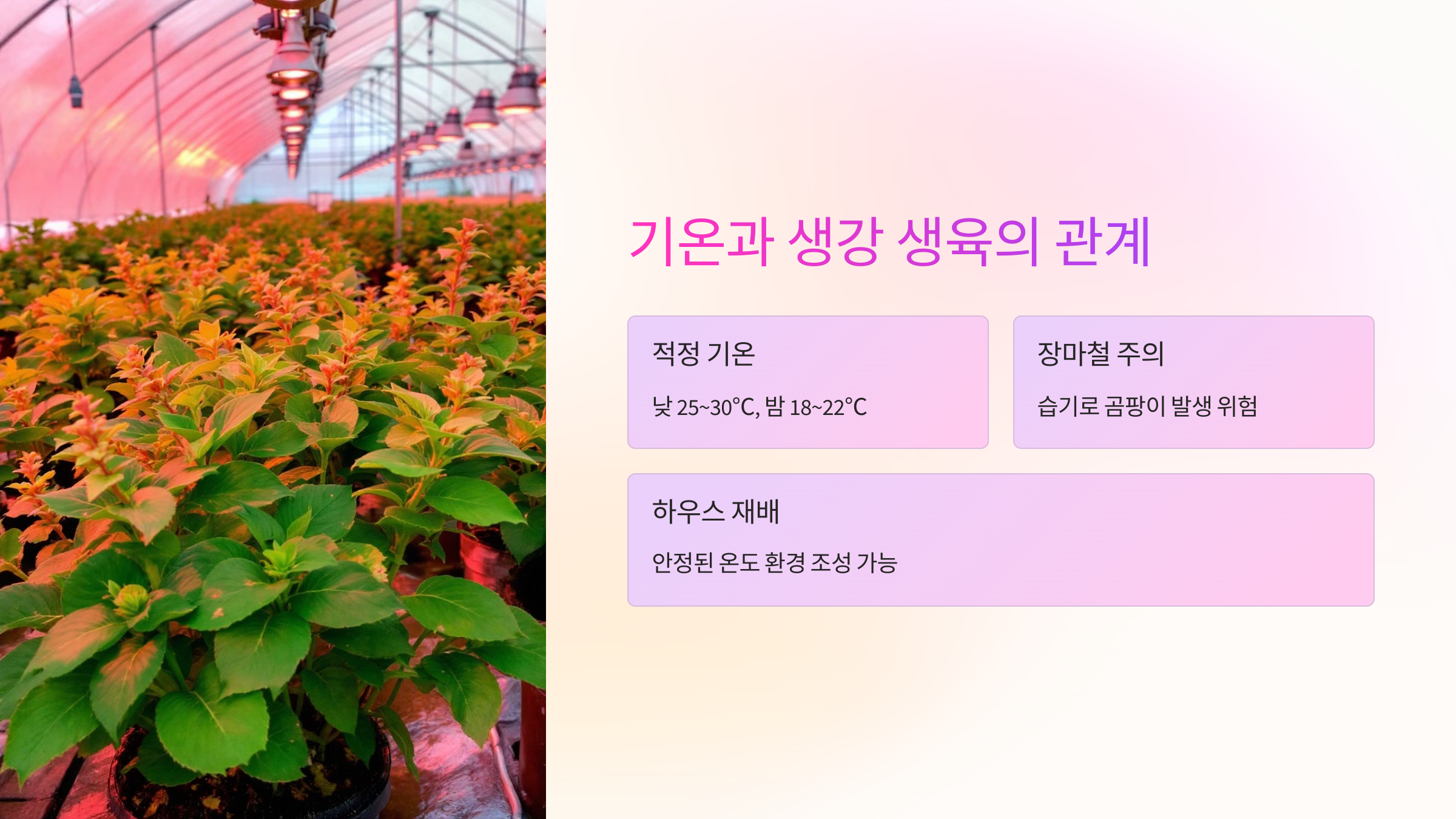 🌡 기온과 생강 생육의 관계