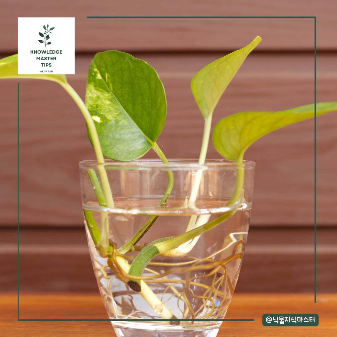 물꽂이 - 물에 담가서 번식하는 방법
