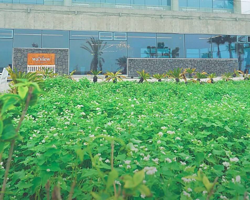 2025 제주도 웨이뷰 메밀꽃밭 축제, 웨이뷰에서 사랑하는 사람들과 행복한 시간을 보내세요!