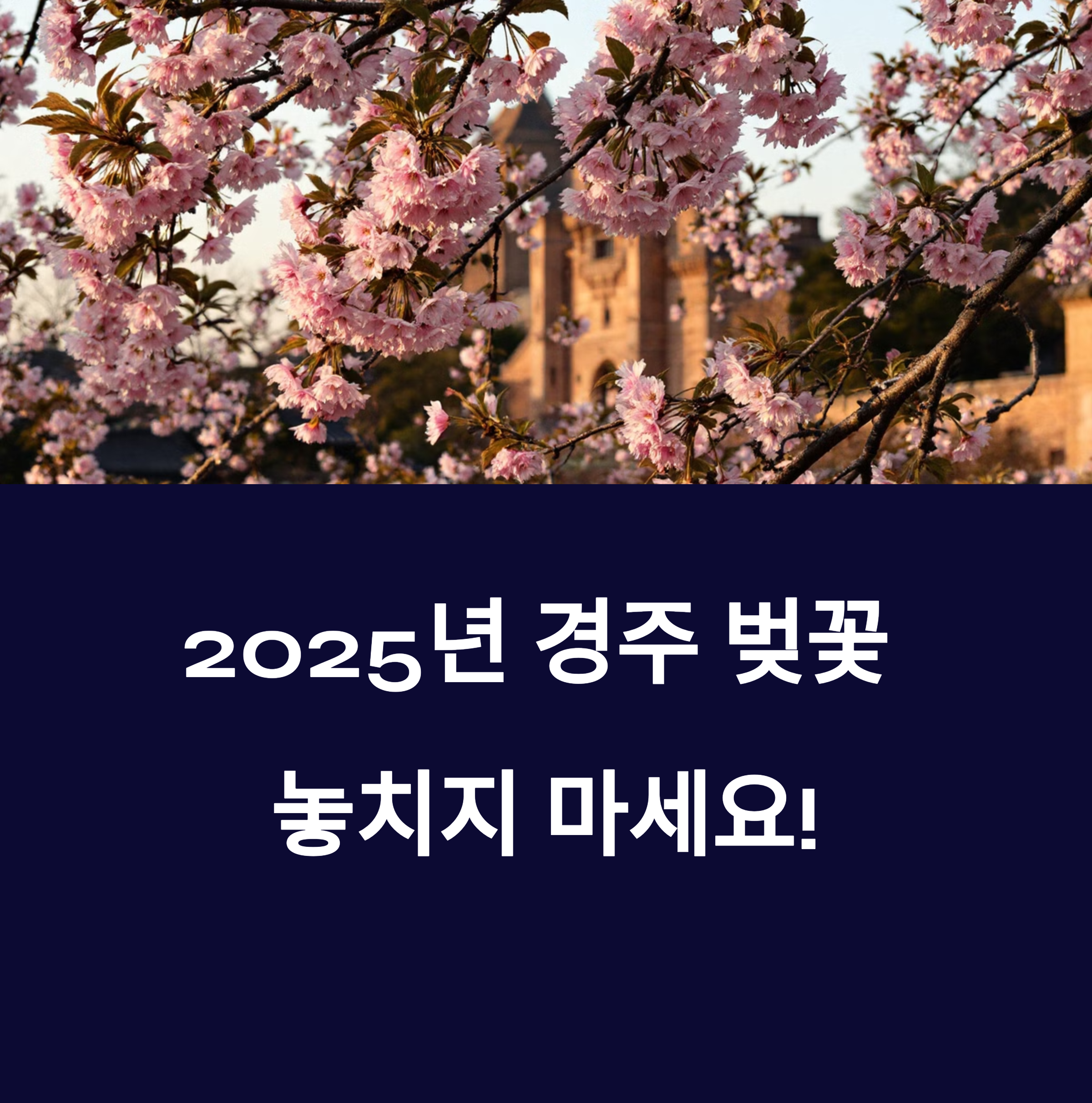 2025 경주 벚꽃 개화시기