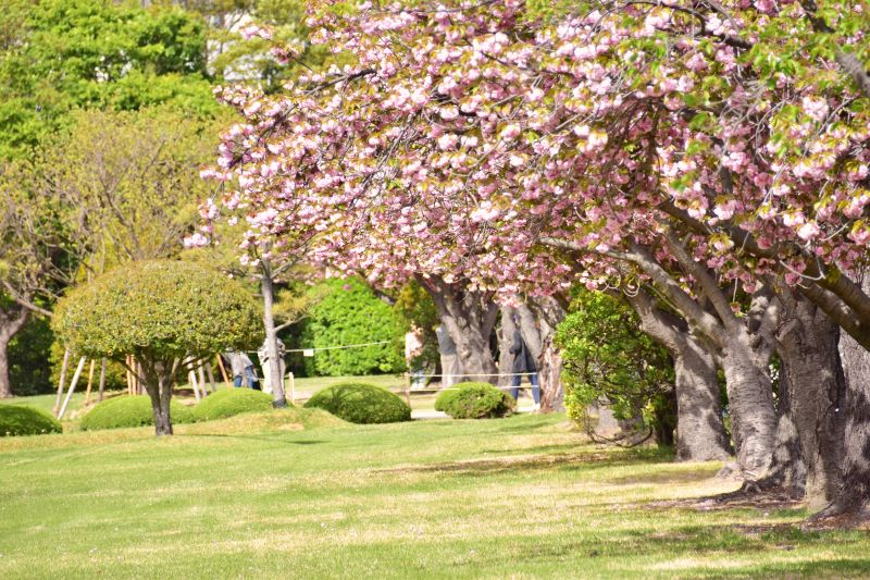 부산 겹벚꽃 명소 부산 유엔공원