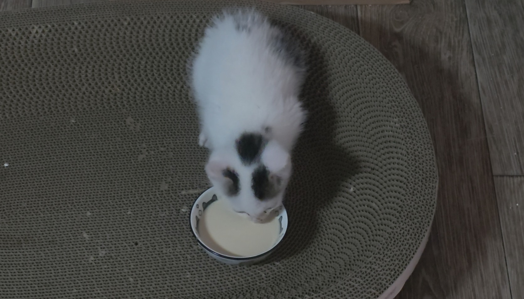밥그릇 주변 바닥을 긁는 고양이