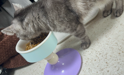 파스텔톤 고양이 식기에서 건식 사료를 먹고 있는 회색 고양이 별찌