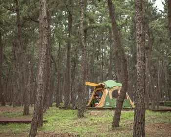 연곡 솔향기 캠핑장_3