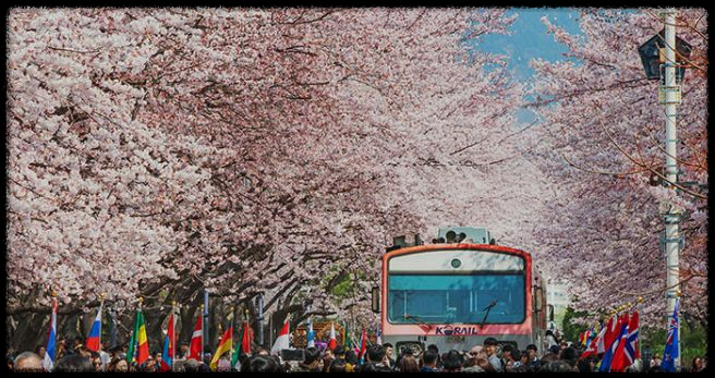 2025 진해 벚꽃 명소 BEST 7 - 인생샷 각도까지 알려드려요.