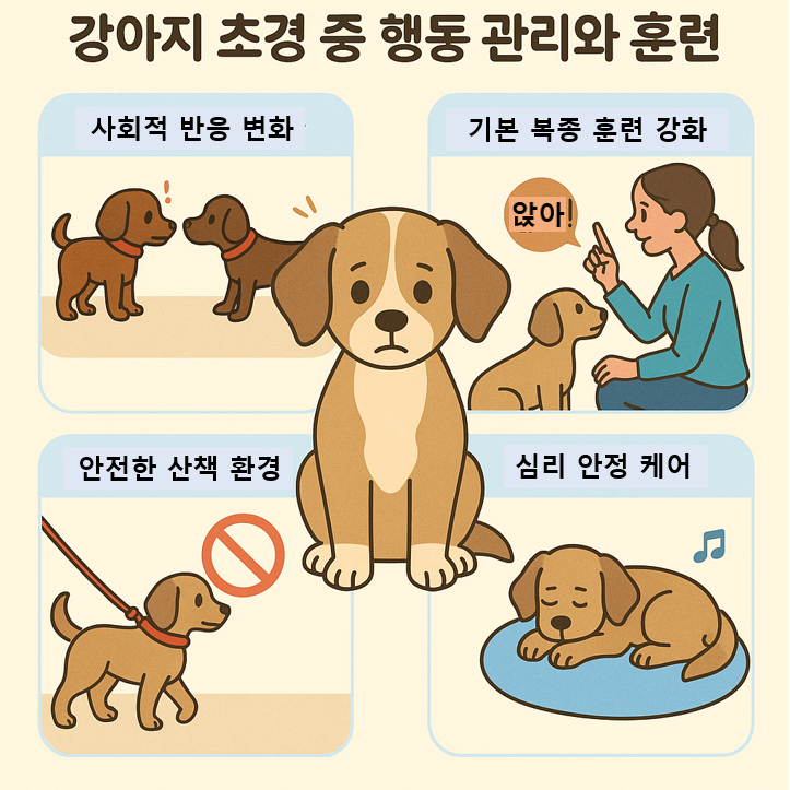 강아지 초경 중 행동 관리와 훈련 이미지
