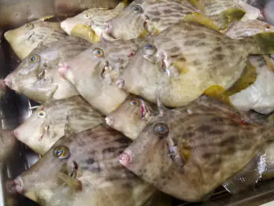 쥐포 가격 및 효능, 영양성분