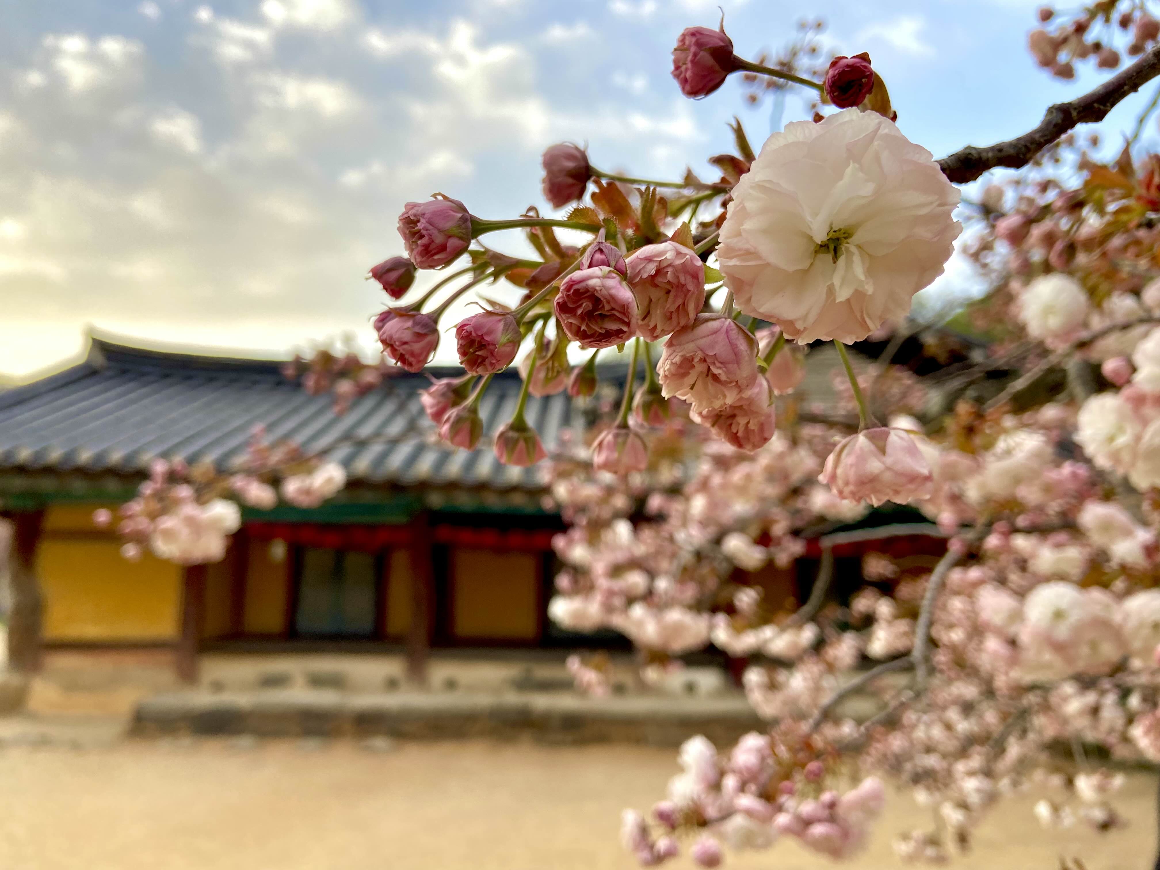 서산 겹벚꽃