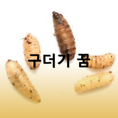 아이보리-색부터-진한-밤색까지-다양한-구더기-다섯마리가-있는-모습