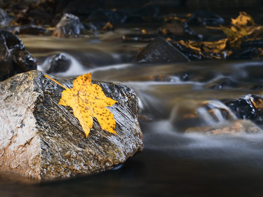 Stream