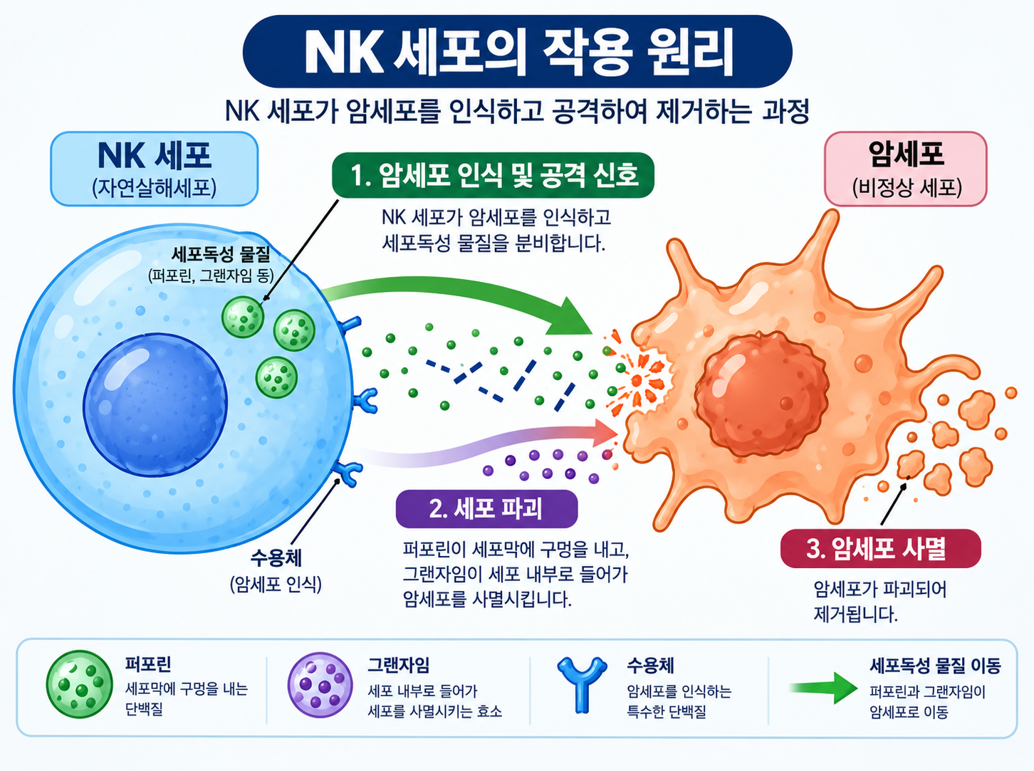 NK세포 암세포 공격 메커니즘, 면역세포 노화 과정 도식