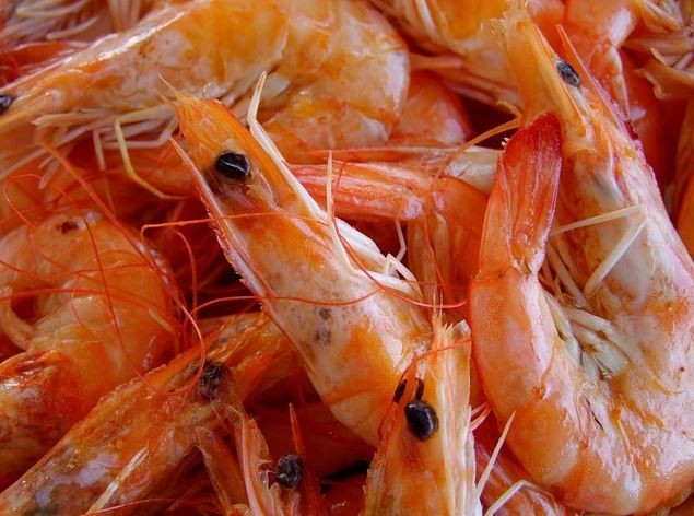 키토산/키토올리고당