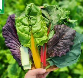 9월에 심는 작물 가을 텃밭 주말농장 야채 채소 키우기 농작물 10가지 3