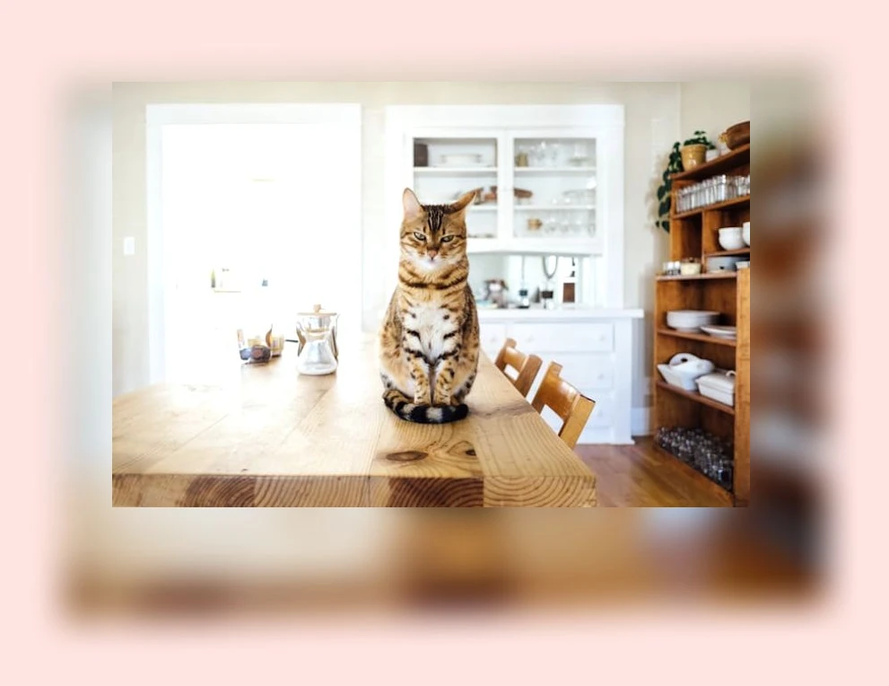 고양이 눈 건강_1_subsection