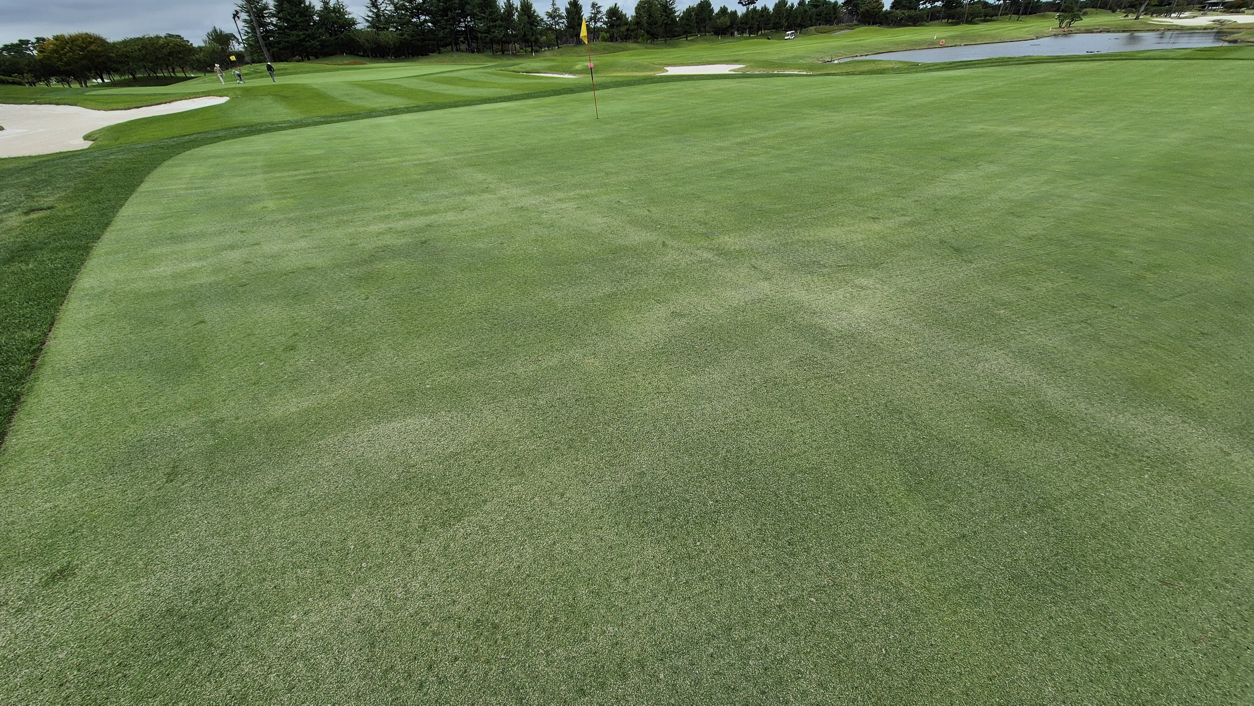 파인스톤cc 그린 관리 상태