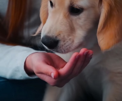 고구마 먹는 강아지의 마음을 기억하라