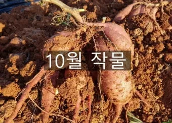 2025년 10월에 파종하기 좋은 작물들 농업 재배법_25