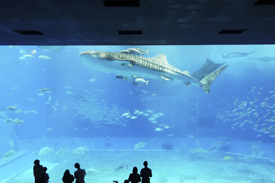 오키나와 츄라우미 수족관 대형수조