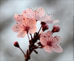 벚꽃