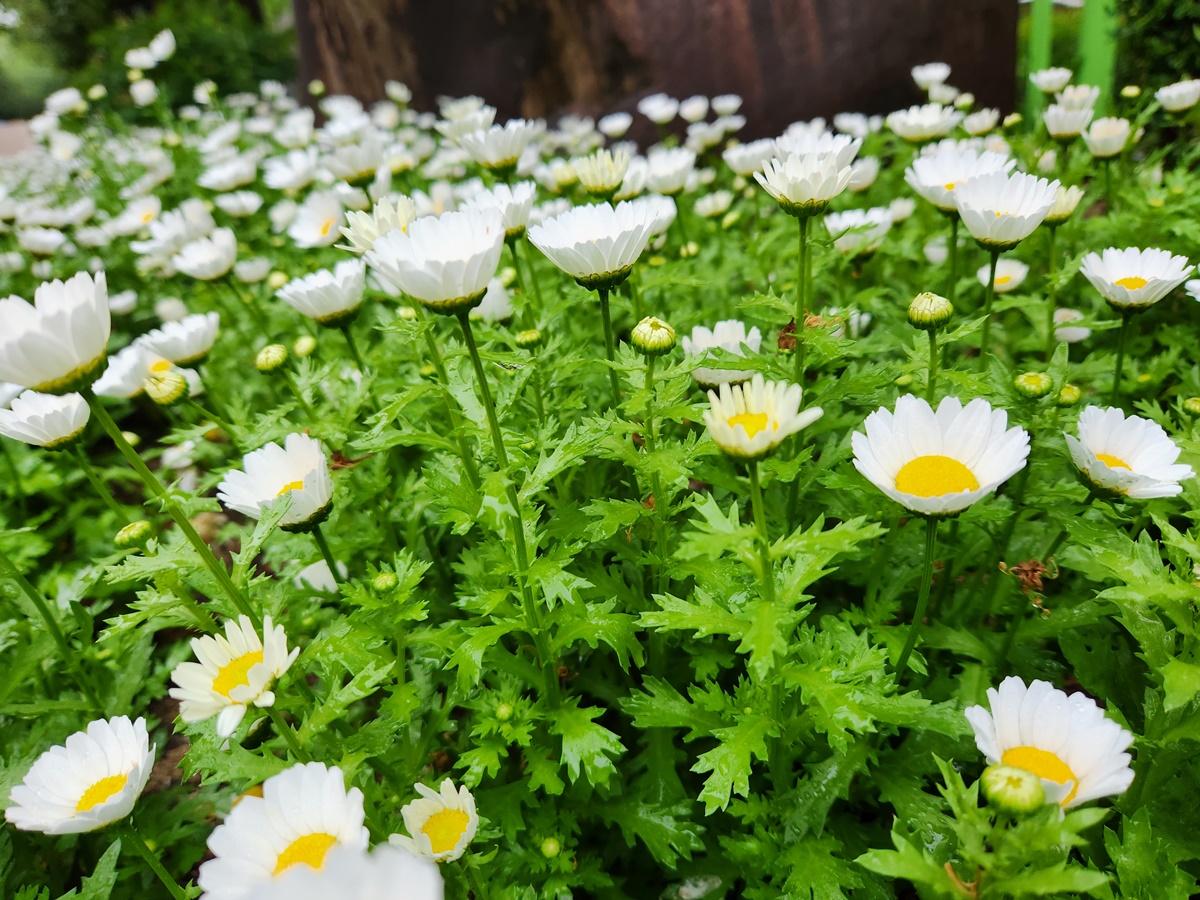 마가렛(미니마가렛)