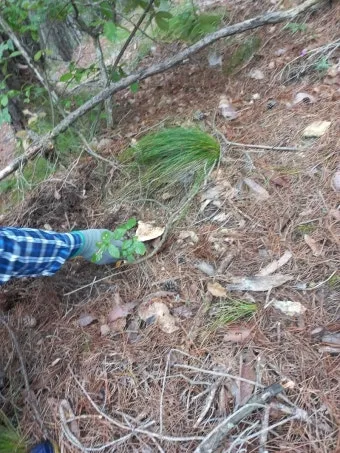 송이버섯 채취시기가격 정보를 확인_5