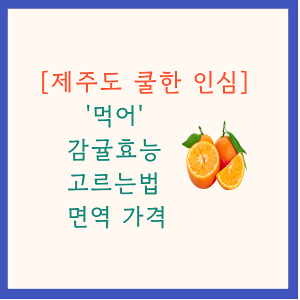 제주도 쿨한 인심과 감귤효능 감귤고르는법