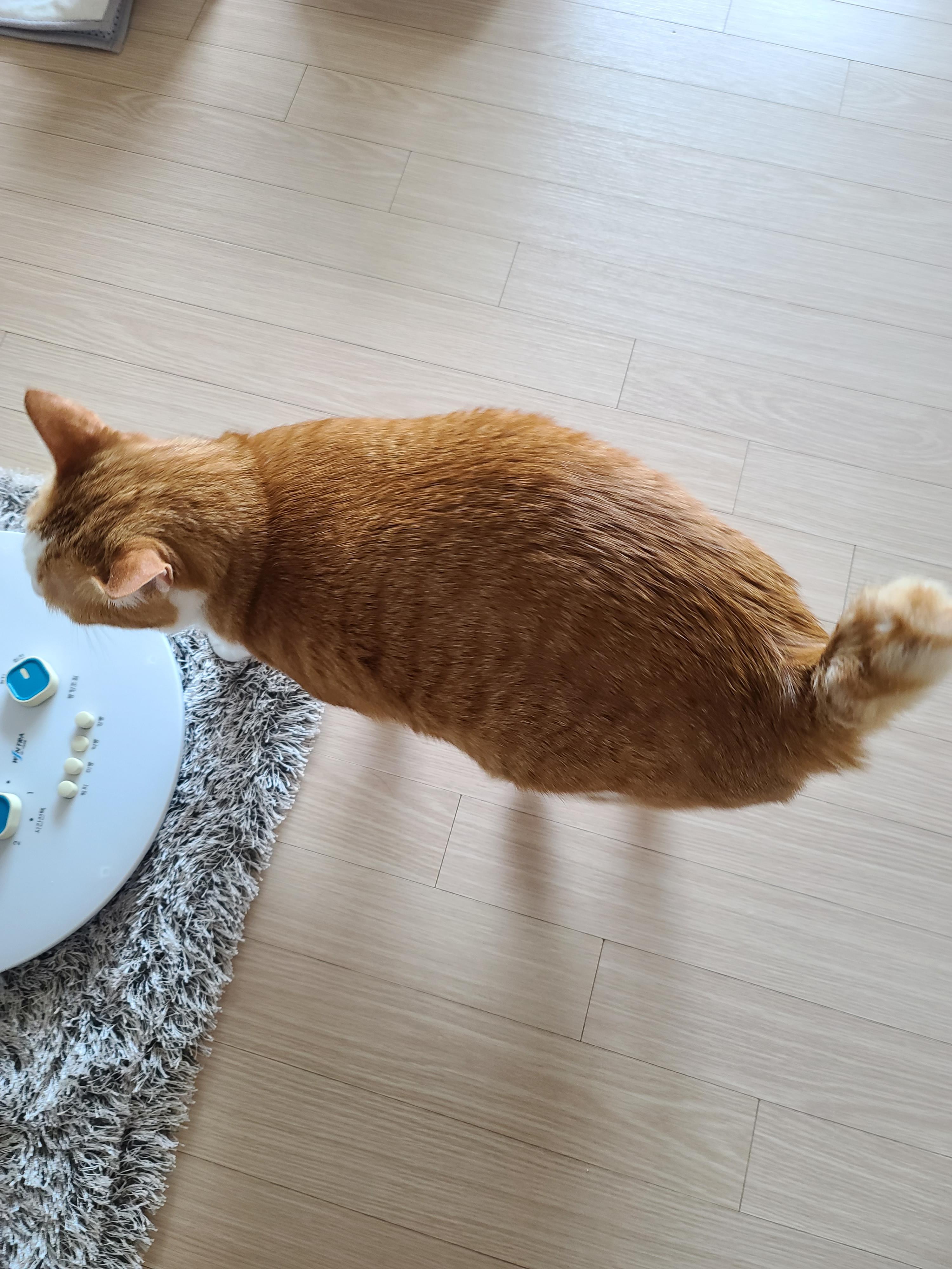 엄마가 부르면 언제든 달려오는 귀여운 고양이 호야