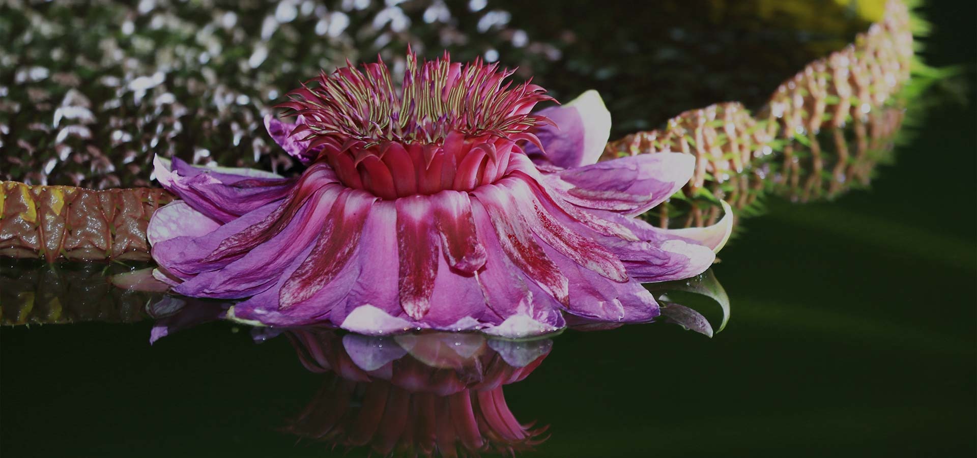 양평 두물머리 세미원 연꽃축제 연꽃문화제