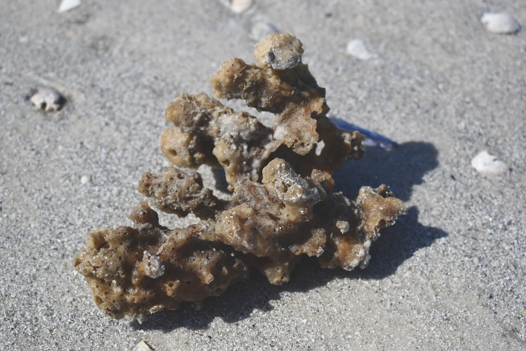 Sponge