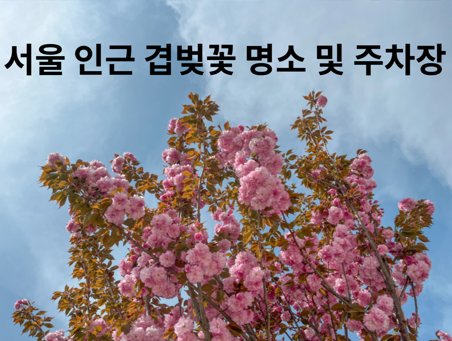 서울 인근 겹벚꽃 명소 및 주차장