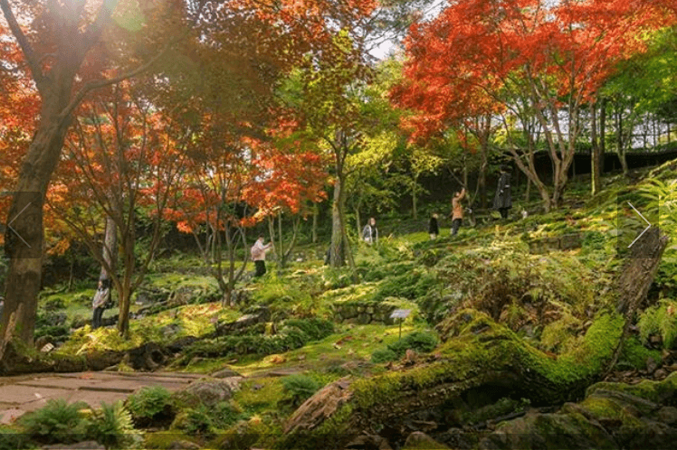 2025 화담숲 벚꽃 예매하기 관련사진