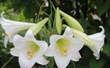 백합 꿈해몽 17가지