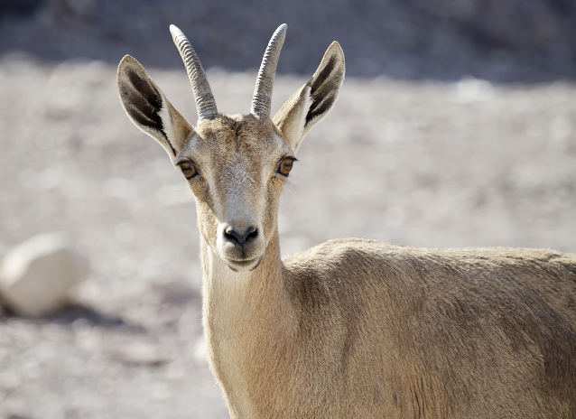 소상공인 추석 지원금2