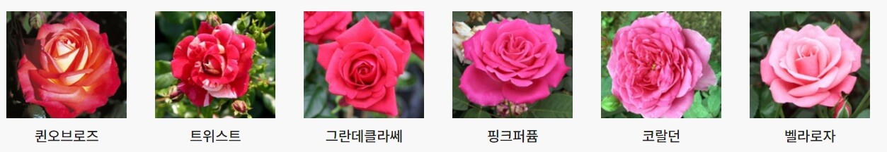 서울대공원 장미원축제