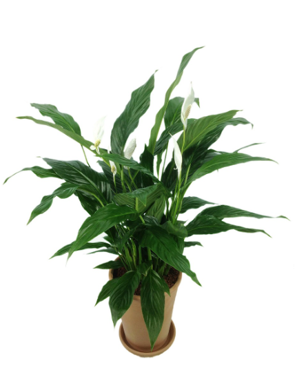 공기 정화에 좋은 반려식물 리스트