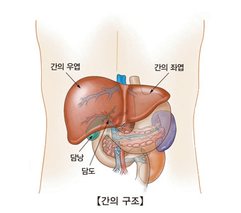 간암 원인부터 초기증상&middot;치료&middot;예방까지
