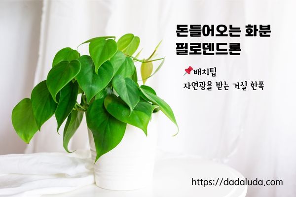 돈들어오는 화분 10가지 배치팁