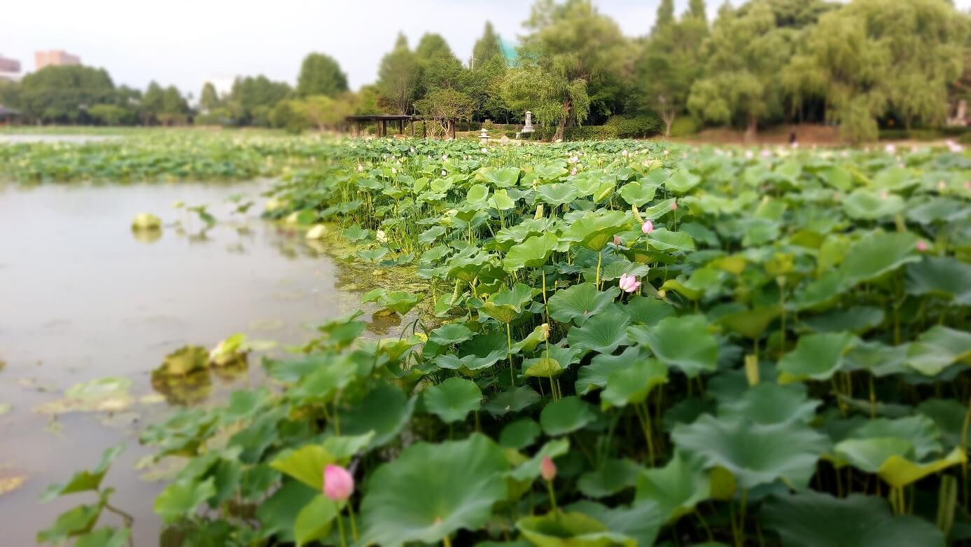 전주덕진공원 연꽃 2