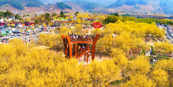 구례산수유축제