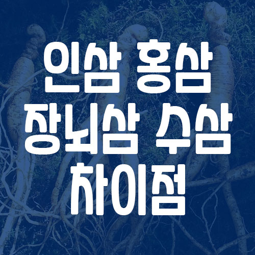 인삼 장뇌삼 홍삼 수삼 차이점